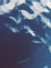 lt;lt;lt;Reborn Soar